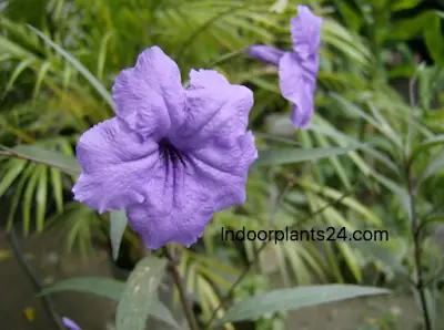 ruellia2bmakoyana2b25282bmonkey2bplants2529-8774152