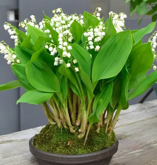 INDOOR CONVALLARIA MAJALIS Liliaceae LILY of the Valley Indoor Plant 3 Screen Shot 2020 12 21 at 21.05.27