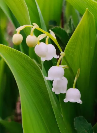 INDOOR CONVALLARIA MAJALIS Liliaceae LILY of the Valley Indoor Plant 4 Screen Shot 2020 12 21 at 21.07.23