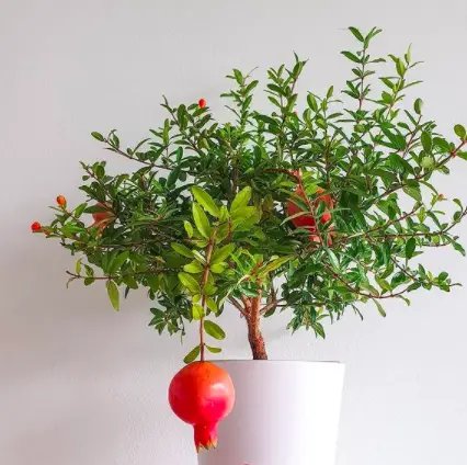 INDOOR PUNICA GRANATUM Punicaceae Dwarf Pomegranate Indoor Plant 2 Screen Shot 2020 12 21 at 21.21.26