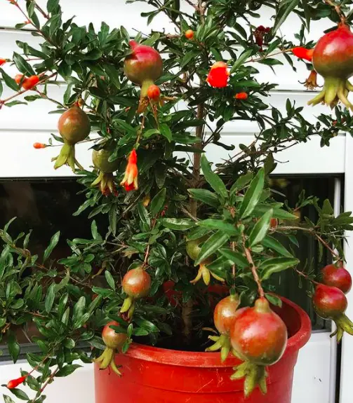 INDOOR PUNICA GRANATUM Punicaceae Dwarf Pomegranate Indoor Plant 4 Screen Shot 2020 12 21 at 21.24.54