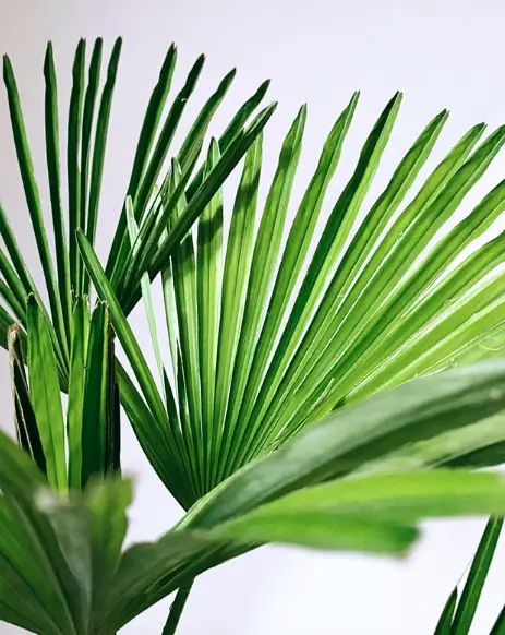 European Fan Palm(Chamaerops Humilis) Care - How to Take Care & Grow European Fan Palm 2 Screen Shot 2020 12 21 at 22.08.43
