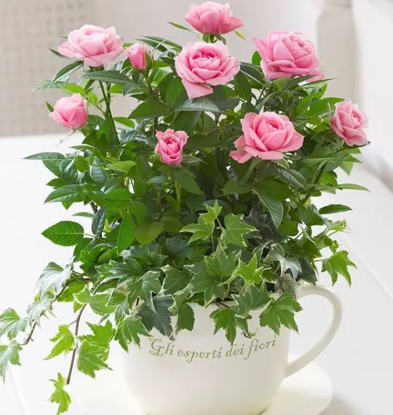MINIATURE ROSE ROSA SPP. Rosaceae Benefits, Care and Propagation 2 Screen Shot 2020 12 21 at 22.28.45