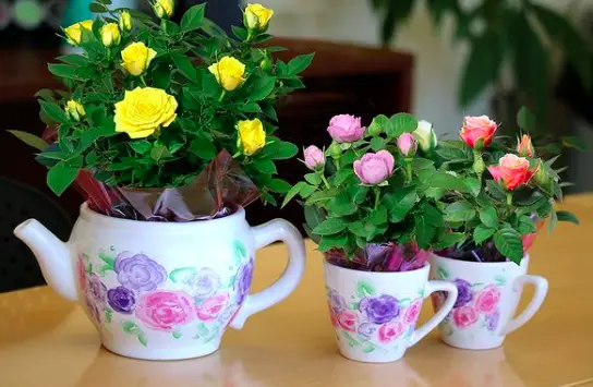 MINIATURE ROSE ROSA SPP. Rosaceae Benefits, Care and Propagation 3 Screen Shot 2020 12 21 at 22.38.11