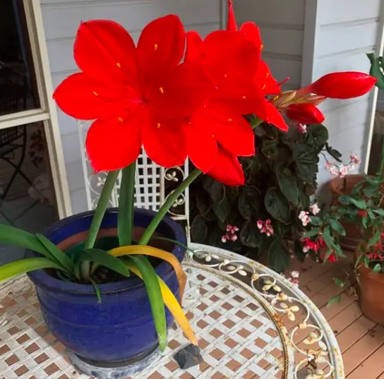 Cyrtanthus Elatus (Vallota Speciosa) plant - How to Care and Grow 2 Screen Shot 2020 12 21 at 23.23.23