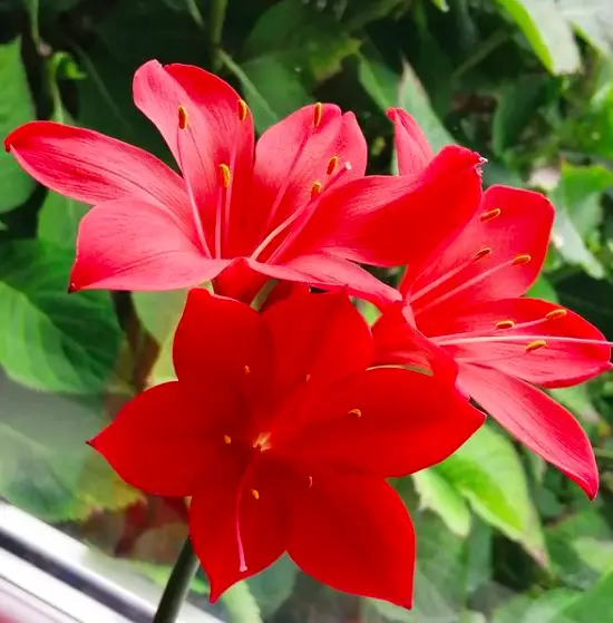 Cyrtanthus Elatus (Vallota Speciosa) plant - How to Care and Grow 3 Screen Shot 2020 12 21 at 23.24.34
