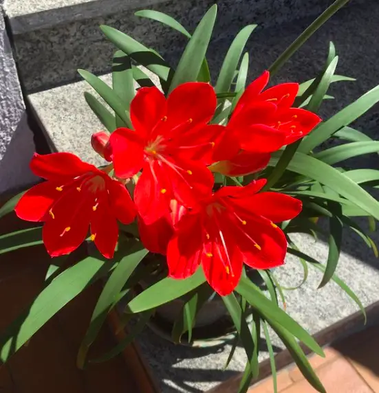 Cyrtanthus Elatus (Vallota Speciosa) plant - How to Care and Grow 4 Screen Shot 2020 12 21 at 23.25.49