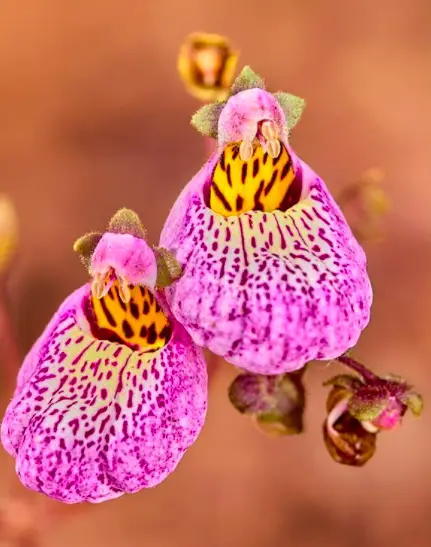 purse flowers