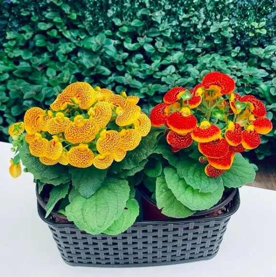 Lady's purse, Slipper Flower (Calceolaria) How to Care and Grow 3 Screen Shot 2020 12 30 at 22.20.32