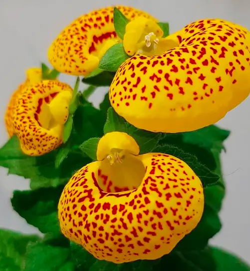 Calceolaria Ladys Purse Flower Calceolariaceae Family Stock Photo 608738612  | Shutterstock