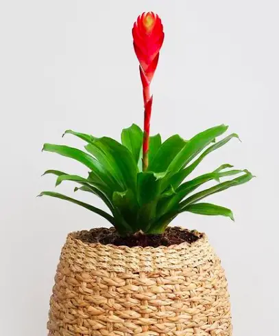 Bromeliads Plant (Bromeliaceae) Care - How to Take Care & Grow Bromeliads 3 Screen Shot 2021 01 01 at 20.59.41