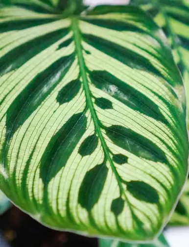 Peacock Plant (Calathea Makoyana) Care - How to Take Care & Grow Peacock Plant 2 Screen Shot 2021 01 04 at 21.51.19
