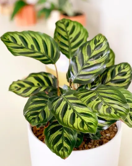Peacock Plant (Calathea Makoyana) Care - How to Take Care & Grow Peacock Plant 3 Screen Shot 2021 01 04 at 21.52.46