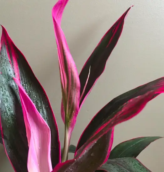 Cordyline Terminalis(Cordyline Fruticosa) Plant Care - How to Take Care & Grow Cordyline Terminalis 3 Screen Shot 2021 01 05 at 13.50.19