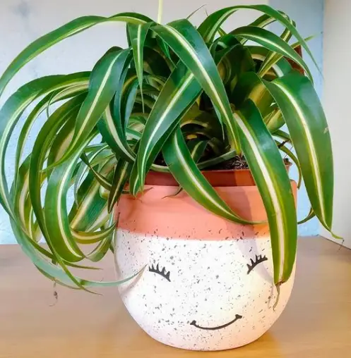 Spider plant (Chlorophytum Comosum) Plant Care - How to Take Care & Grow Spider plant 3 Screen Shot 2021 01 06 at 20.08.53