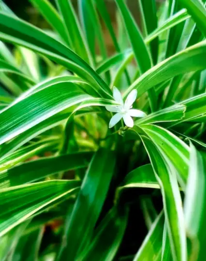 Spider plant (Chlorophytum Comosum) Plant Care - How to Take Care & Grow Spider plant 2 Screen Shot 2021 01 06 at 20.13.12