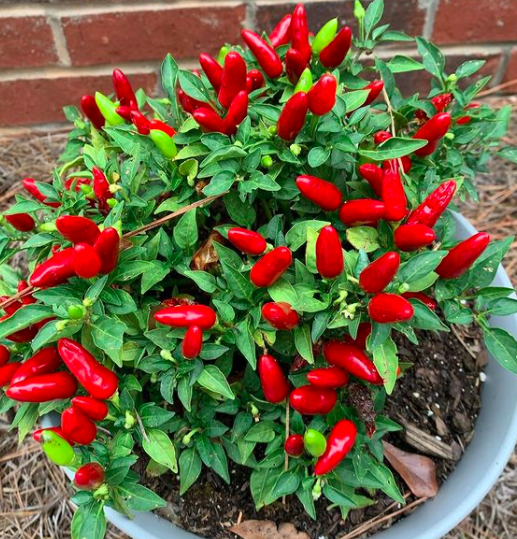 How to take care of decorative pepper plant