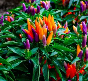 how to take care of pepper plants in winter