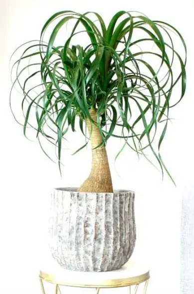 Ponytail Palm Plant (Beaucarnea Recurvata) Care - How to Take Care & Grow Ponytail Palm Plant 2 Screen Shot 2021 01 12 at 20.34.47