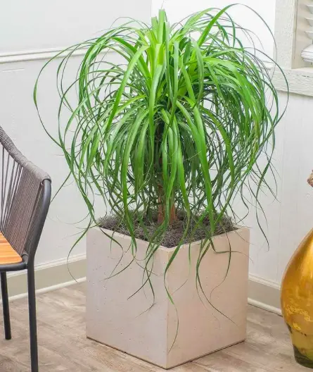 Ponytail Palm Plant (Beaucarnea Recurvata) Care - How to Take Care & Grow Ponytail Palm Plant 3 Screen Shot 2021 01 12 at 20.36.06