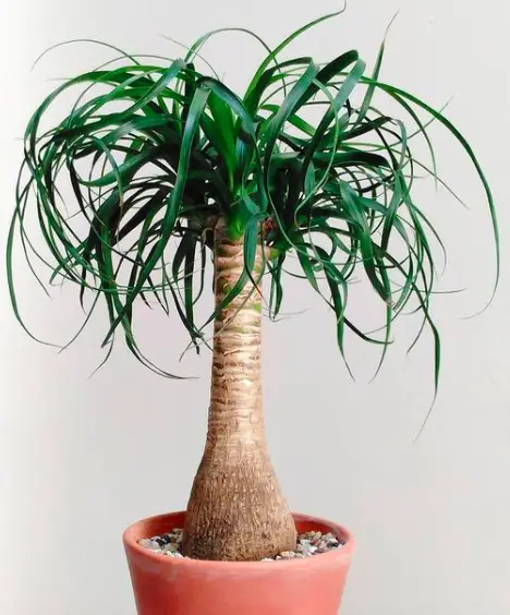 Ponytail Palm Plant (Beaucarnea Recurvata) Care - How to Take Care & Grow Ponytail Palm Plant 4 Screen Shot 2021 01 12 at 20.37.21