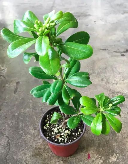 Japanese Cheesewood Plant (Pittosporum Tobira) Care - How to Take Care & Grow Japanese Cheesewood Plant 2 Screen Shot 2021 01 14 at 19.24.59