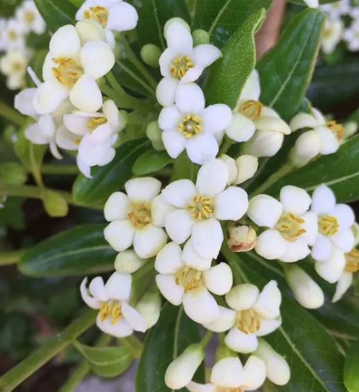 Japanese Cheesewood Plant (Pittosporum Tobira) Care - How to Take Care & Grow Japanese Cheesewood Plant 3 Screen Shot 2021 01 14 at 19.35.52