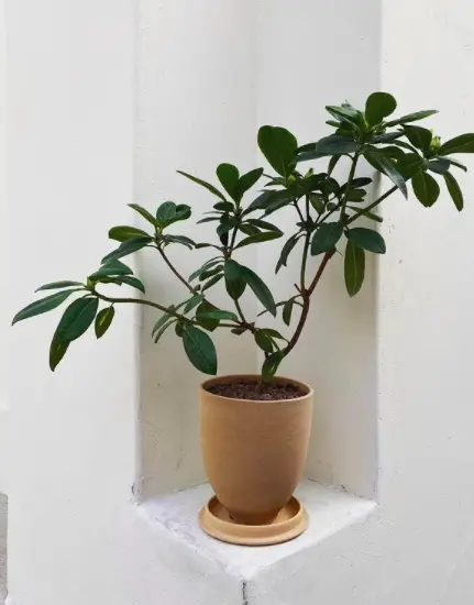 Japanese Cheesewood Plant (Pittosporum Tobira) Care - How to Take Care & Grow Japanese Cheesewood Plant 4 Screen Shot 2021 01 14 at 19.37.17