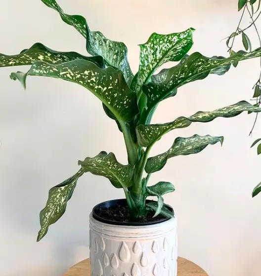 Dumbcane Plant (Dieffenbachia Maculata) Care - How to Take Care & Grow 2 Screen Shot 2021 01 14 at 20.34.27