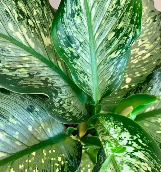 Dumbcane Plant (Dieffenbachia Maculata) Care - How to Take Care & Grow 3 Screen Shot 2021 01 14 at 20.36.02