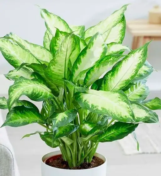 Dumbcane Plant (Dieffenbachia Maculata) Care - How to Take Care & Grow 4 Screen Shot 2021 01 14 at 20.37.50