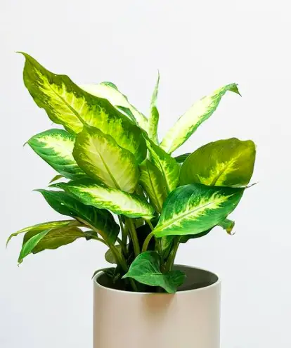 Dumbcane Plant (Dieffenbachia Maculata) Care - How to Take Care & Grow 5 Screen Shot 2021 01 14 at 20.39.11