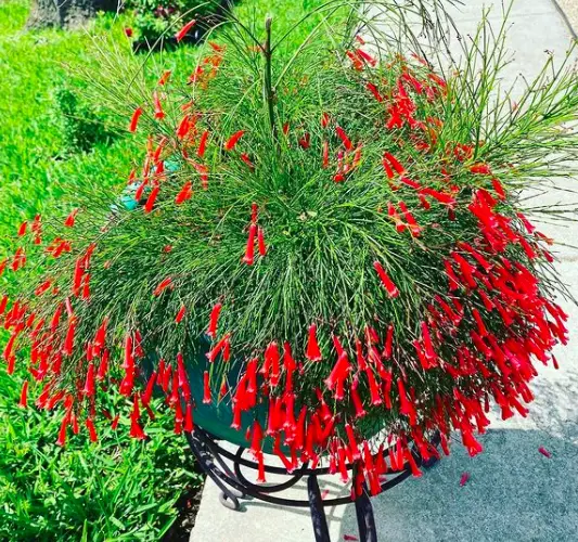 Firecracker Plant (Cuphea Ignea) Care - How to Take Care & Grow 2 Screen Shot 2021 01 14 at 22.32.23