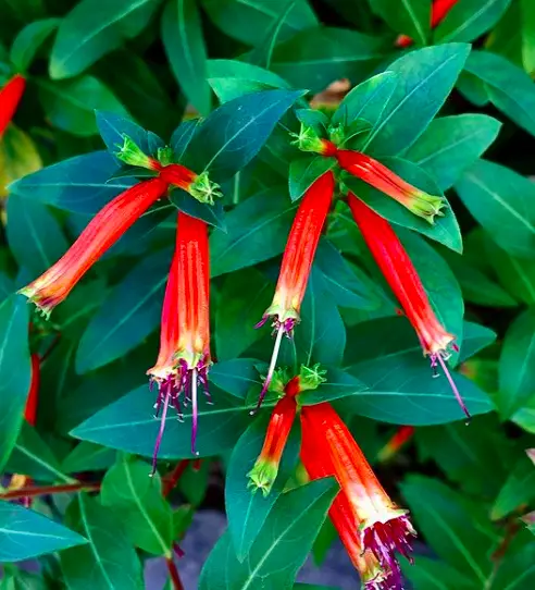 Firecracker Plant (Cuphea Ignea) Care - How to Take Care & Grow 3 Screen Shot 2021 01 14 at 22.35.18