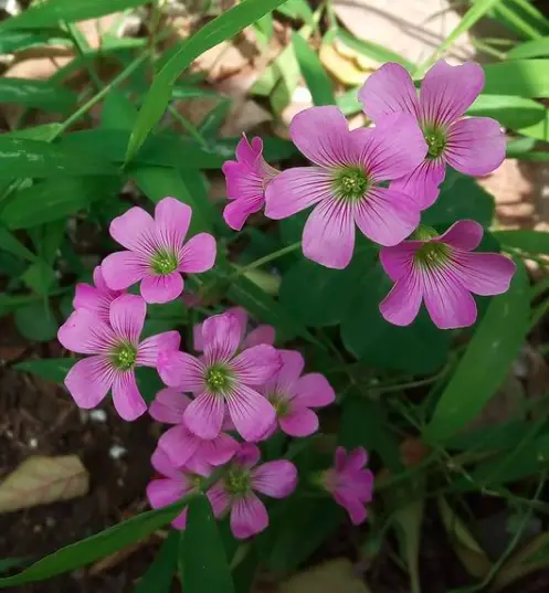 Firecracker Plant (Cuphea Ignea) Care - How to Take Care & Grow 4 Screen Shot 2021 01 14 at 22.39.13