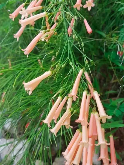Firecracker Plant (Cuphea Ignea) Care - How to Take Care & Grow 5 Screen Shot 2021 01 14 at 22.40.30
