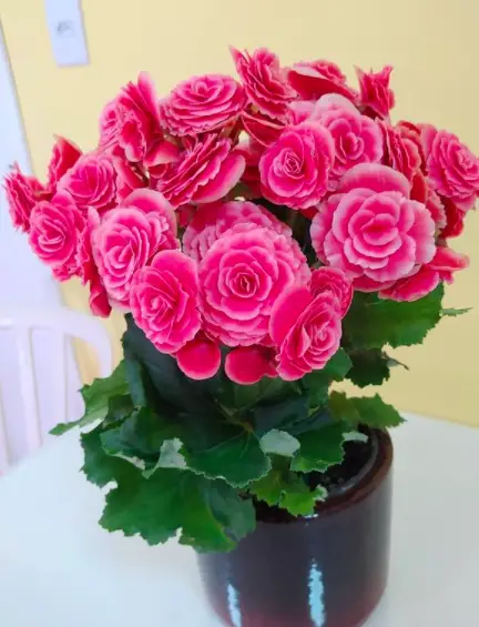 Begonia Plants Guide - How to Take Care & Grow Begonia Plants 2 Screen Shot 2021 01 16 at 20.54.24