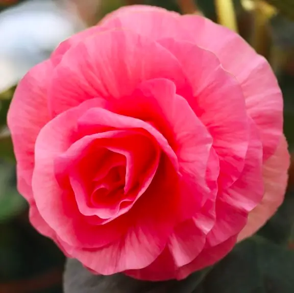 Begonia Plants Guide - How to Take Care & Grow Begonia Plants 3 Screen Shot 2021 01 16 at 20.57.23
