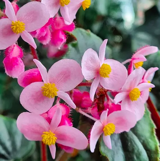 Begonia Plants Guide - How to Take Care & Grow Begonia Plants 4 Screen Shot 2021 01 16 at 20.59.01