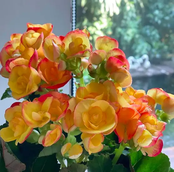 Begonia Plants Guide - How to Take Care & Grow Begonia Plants 5 Screen Shot 2021 01 16 at 21.03.01