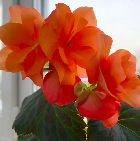 Begonia Plants Guide - How to Take Care & Grow Begonia Plants 6 Screen Shot 2021 01 16 at 21.04.03
