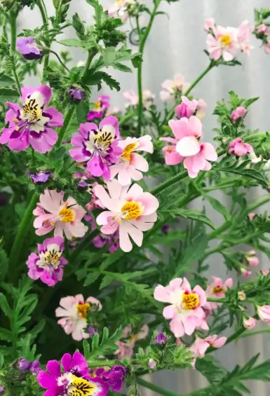 Butterfly Flower (Schizanthus Pinnatus) Plant Care - How to Take Care & Grow Butterfly Flower 2 Screen Shot 2021 01 16 at 22.08.05
