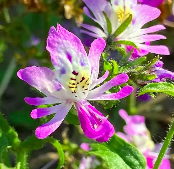 Butterfly Flower (Schizanthus Pinnatus) Plant Care - How to Take Care & Grow Butterfly Flower 3 Screen Shot 2021 01 16 at 22.12.05