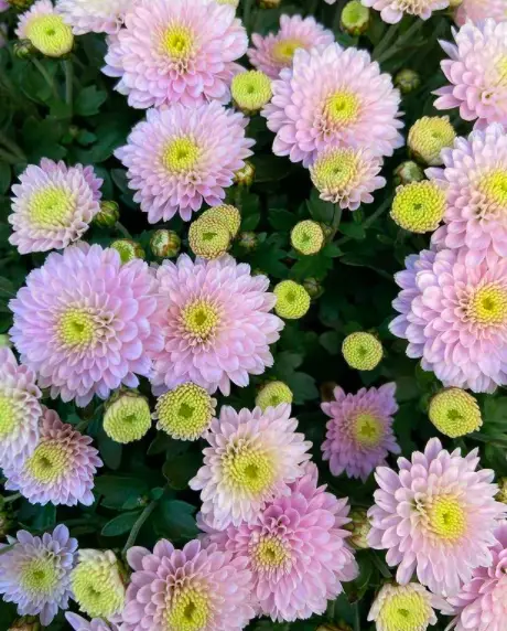 Florist's Daisy Plant(Chrysanthemum Morifolium)Care - How to Take Care & Grow 2 Screen Shot 2021 01 16 at 23.13.10
