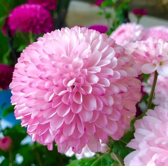 Florist's Daisy Plant(Chrysanthemum Morifolium)Care - How to Take Care & Grow 3 Screen Shot 2021 01 16 at 23.13.55
