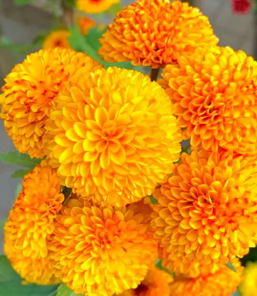Florist's Daisy Plant(Chrysanthemum Morifolium)Care - How to Take Care & Grow 5 Screen Shot 2021 01 16 at 23.14.52
