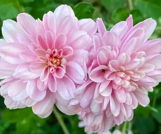 Florist's Daisy Plant(Chrysanthemum Morifolium)Care - How to Take Care & Grow 4 Screen Shot 2021 01 16 at 23.16.11
