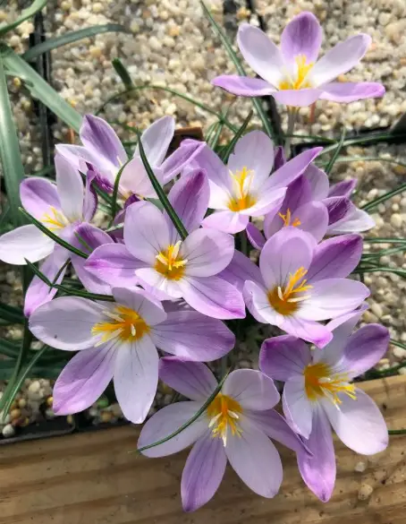 Crocus Plant - How to Take Care & Grow 2 Screen Shot 2021 01 17 at 19.52.33