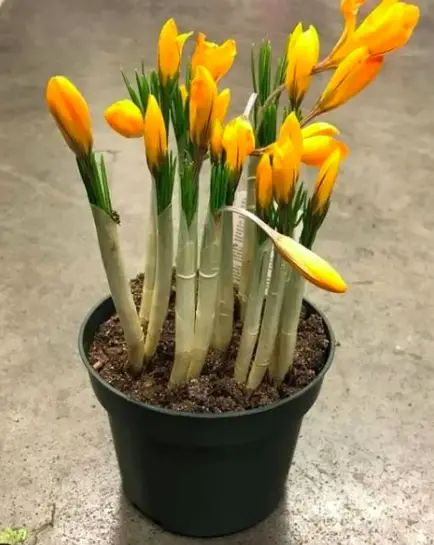Crocus Plant - How to Take Care & Grow 3 Screen Shot 2021 01 17 at 19.54.32
