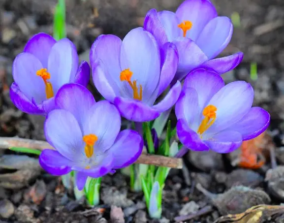 Crocus Plant - How to Take Care & Grow 4 Screen Shot 2021 01 17 at 19.55.50